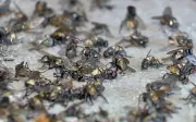 Surtos de 'Virose da Mosca' sobrecarregam unidades de saúde em Sousa, na Paraíba