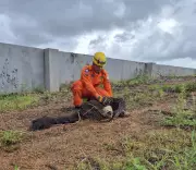 Tamanduá-bandeira ameaçado de extinção é resgatado por Bombeiros em Lucas do Rio Verde