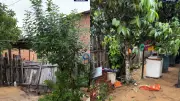 Temporal em Oriximiná: Enxurrada arrasta veículos e invade residências causando prejuízos