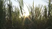 Usinas do Centro-Sul priorizam etanol no início da safra e processam 1,31 milhão de toneladas de cana