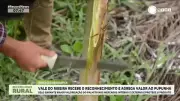 Vale do Ribeira conquista selo de indicação geográfica para palmito pupunha