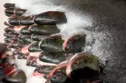 Variação de até 125% nos preços de peixes para Semana Santa na Grande João Pessoa