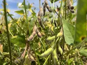 Vazio sanitário da soja em Roraima termina em março, produtores preparam nova safra