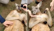 Vídeo de canguru recebendo carinho em zoológico chinês é real, confirmam especialistas