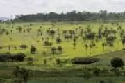 Veredas do Cerrado armazenam seis vezes mais carbono que a Amazônia, revela estudo