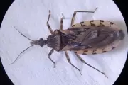 Vigilância em Saúde investiga surto de Doença de Chagas no Amapá ligado ao açaí