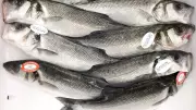 Vigilância Sanitária do Rio orienta sobre consumo seguro de pescado na Semana Santa