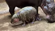 Zoológico na Polônia celebra nascimento raro de filhote de hipopótamo-pigmeu