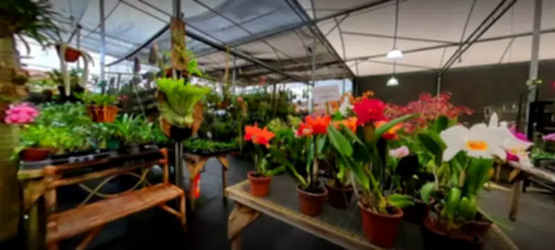 13º Festival de Orquídeas em Valinhos (SP) atrai colecionadores e famílias neste fim de semana