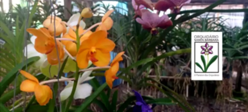 15º Festival de Orquídeas Encanta Santa Bárbara d'Oeste com Exposição e Venda de Plantas