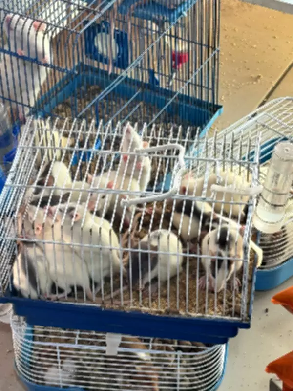 26 animais apreendidos em operação contra maus-tratos em Volta Redonda