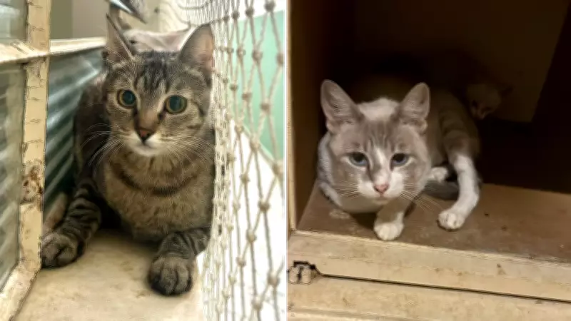 Abrigo de gatos é furtado em Sorocaba e dois animais seguem desaparecidos