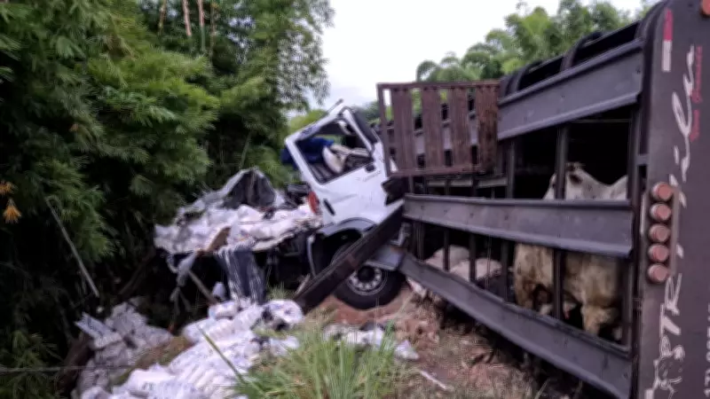 Acidente entre caminhão e carreta com gado mata homem na BR-116 em Jampruca