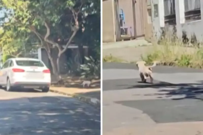 Advogada é presa por abandonar cão em rua de Campinas; flagrante foi filmado