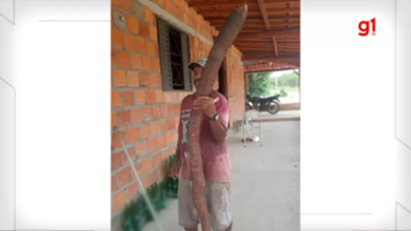 Agricultor colhe macaxeira gigante de 3 metros no Piauí que surpreende família