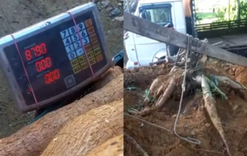 Agricultor de SC colhe pé de mandioca gigante de 84 kg com ajuda de força-tarefa familiar