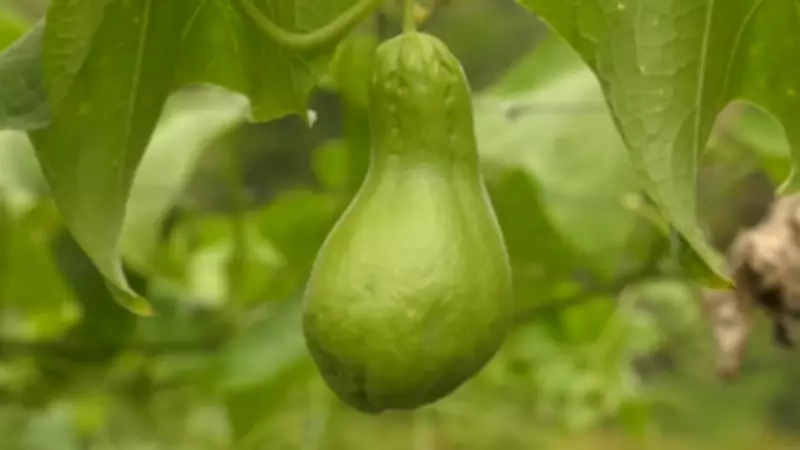 Agricultor familiar destaca produção de chuchu no agreste pernambucano