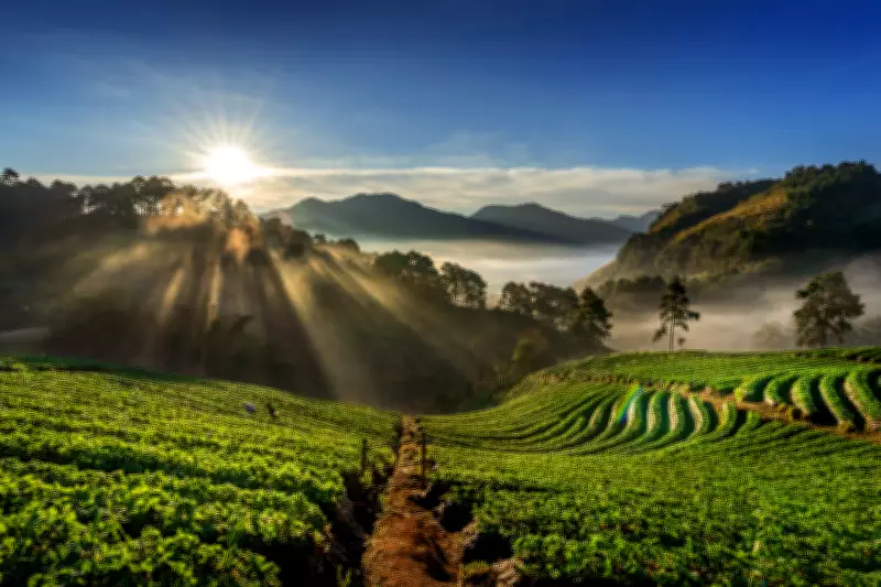 Agrofloresta no Sul de Minas reconecta matas entre lavouras de café