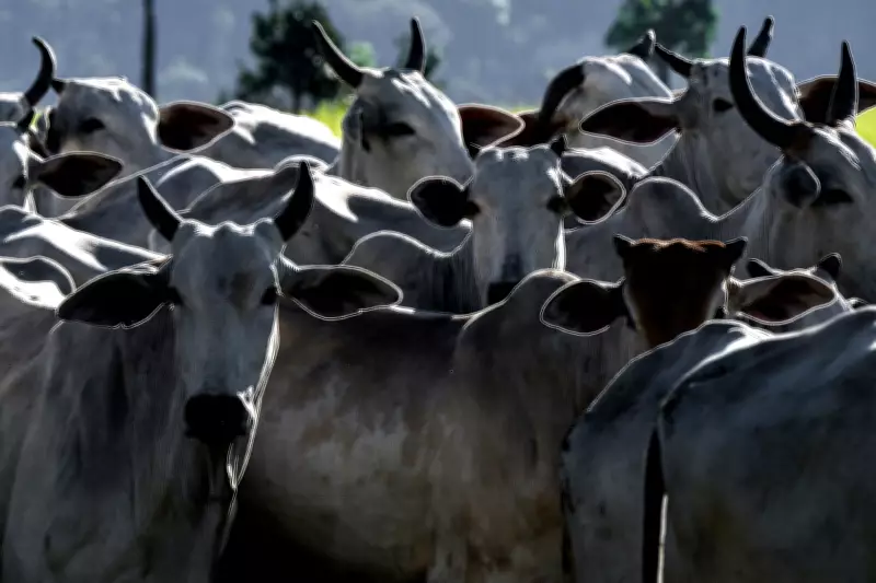 Agronegócio brasileiro abre 29 mercados em nove países em abril de 2026
