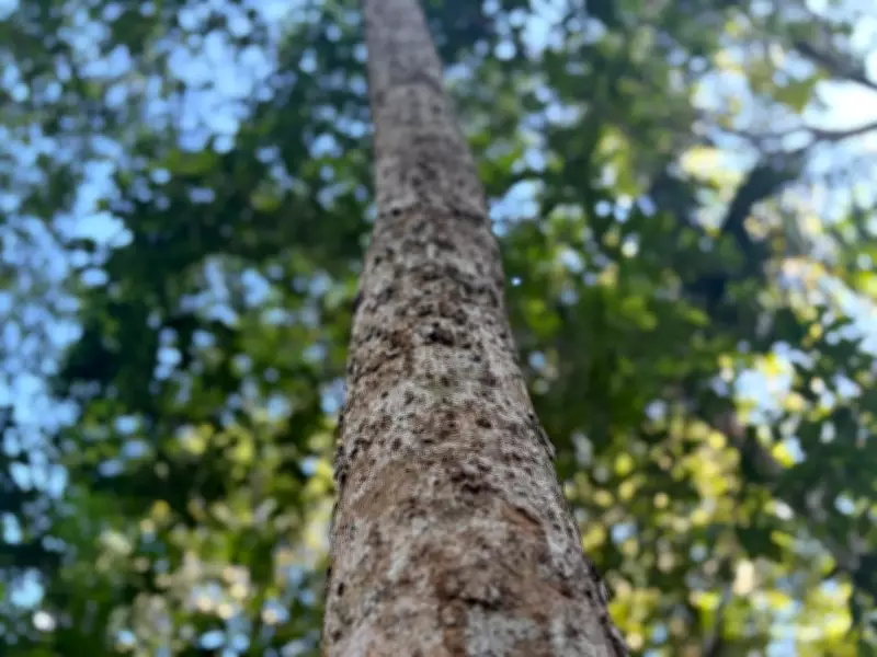 Amapá registra 4 km² de desmatamento e se mantém entre os menos afetados da Amazônia