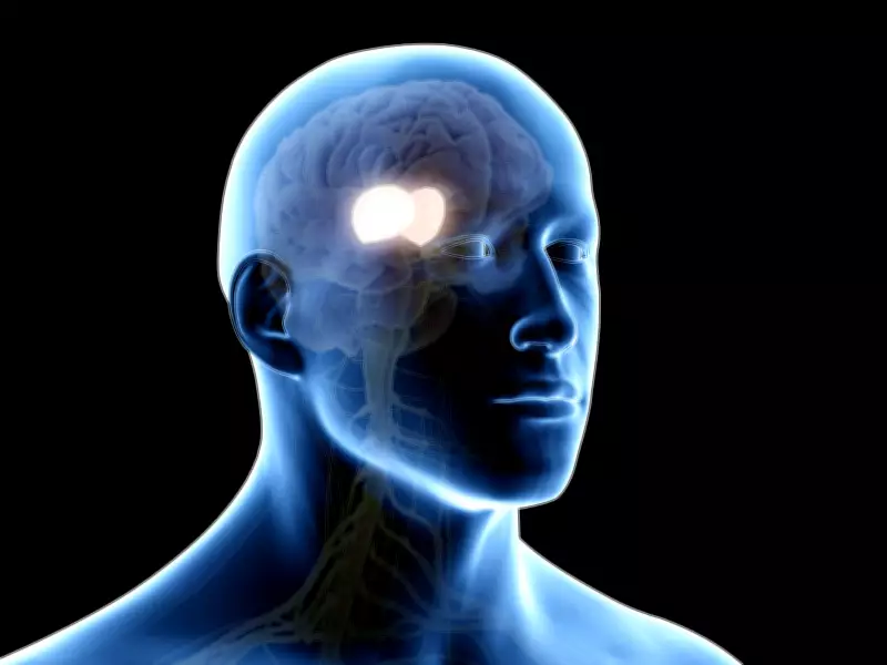 Ambiente influencia mais o envelhecimento cerebral do que fatores isolados, revela estudo internacional