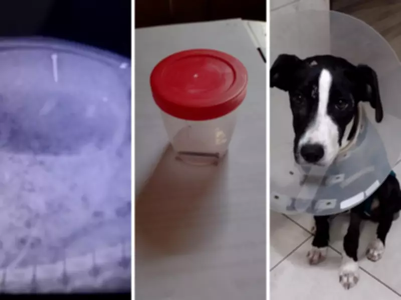 Amor à primeira vista salva cachorra com prego no estômago em Limeira