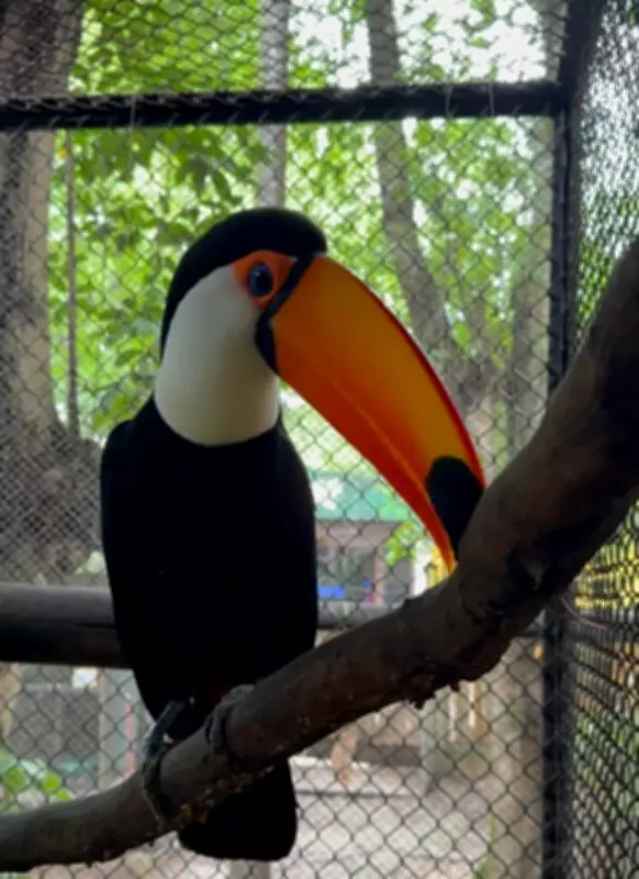 Animais do antigo Zoológico de Uberlândia são transferidos para BioParque no Rio