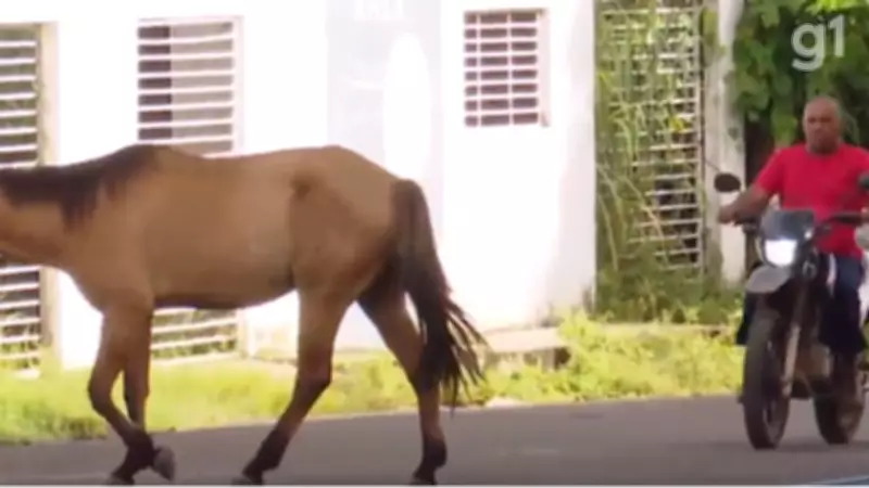 Animais soltos em Caxias causam acidente fatal e expõem lacuna na fiscalização