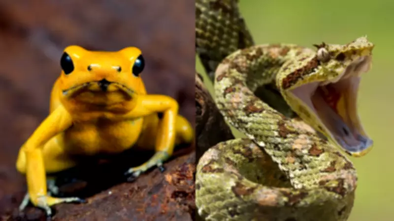 Animais Venenosos: Mordidas e Picadas que Podem Causar Dor Extrema e Alucinações