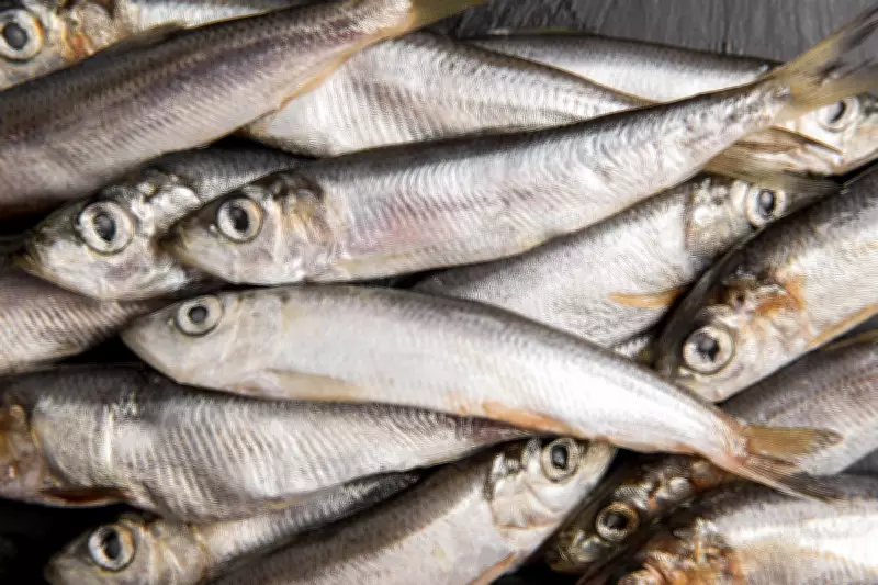 Anvisa manda recolher sardinha congelada por contaminação com Salmonella