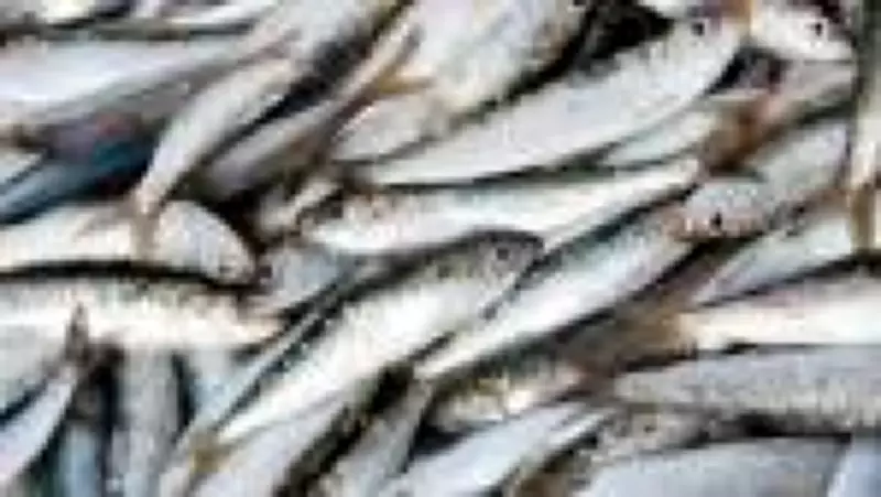 Anvisa recolhe sardinhas congeladas da JMS após detectar Salmonella