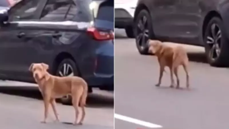Aposentado de 74 anos abandona cachorro em praia de Guarapari e é indiciado por maus-tratos