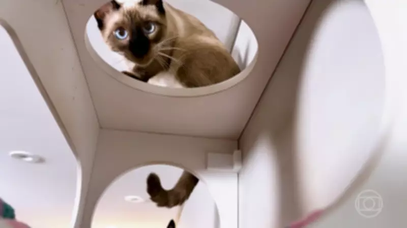 Arquitetos de São Paulo transformam paixão por gatos em negócio de móveis personalizados