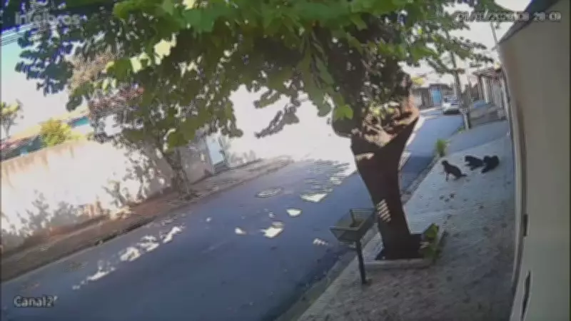 Ataques de cães soltos aterrorizam moradores de bairro em Jundiaí