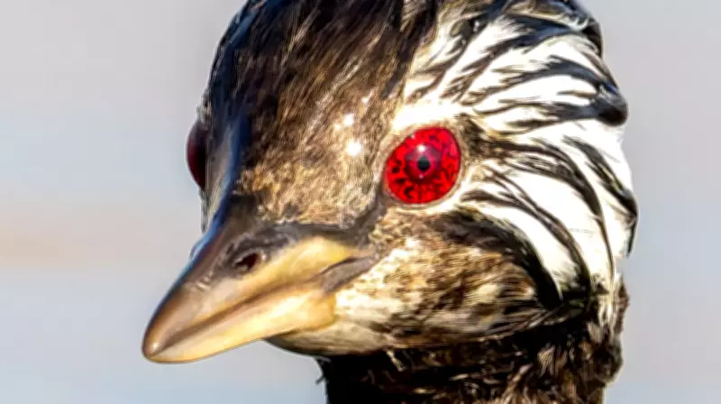 Ave com olhos vermelhos lembra Sharingan de Naruto e viraliza na web