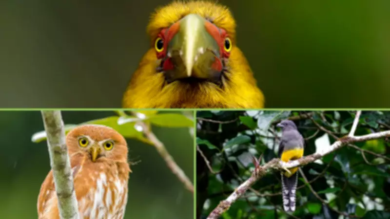 Avistar 2026 celebra 20 anos como maior encontro de observação de aves da América Latina
