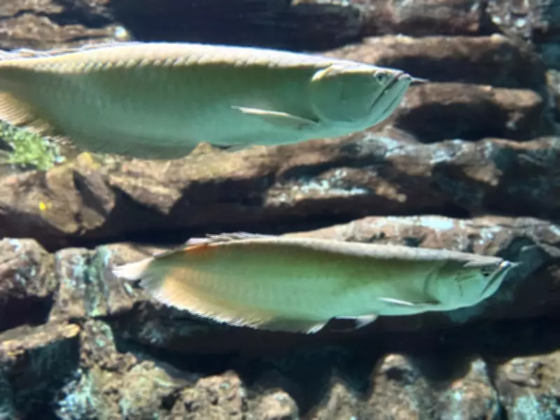 Axl Rose e Slash são homenageados com peixes aruanã no Bioparque Pantanal em MS
