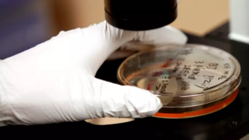 Bactéria estomacal silenciosa pode causar 12 milhões de casos de câncer em uma década