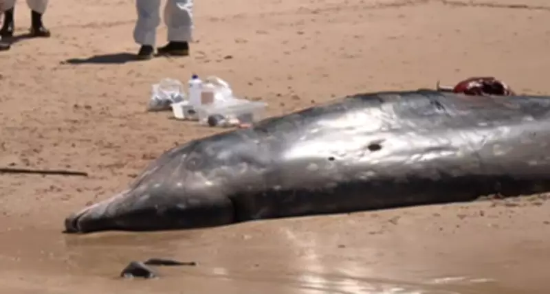Baleia-bicuda morre após encalhar em praia do Litoral Sul da Paraíba