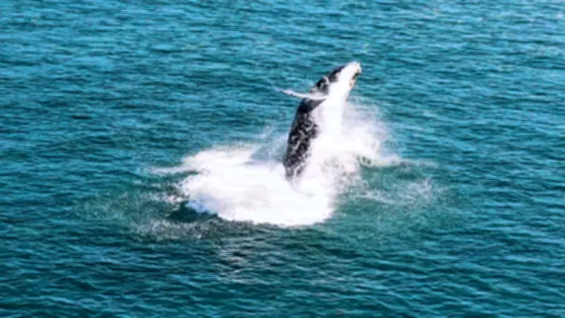Baleia-jubarte impressiona com saltos acrobáticos no litoral de Ilhabela, SP