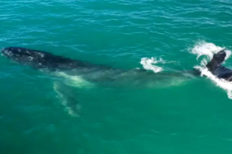 Baleia-jubarte salta no mar de Bertioga em espetáculo natural filmado por drone