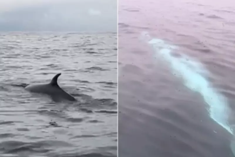 Baleia surpreende pescadores na Baía de Santos, SP; veja vídeo