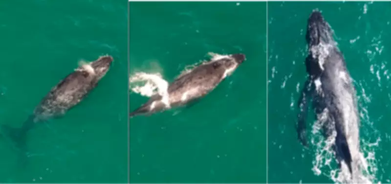 Baleias-jubarte são avistadas em dois registros no mesmo dia em Arraial do Cabo