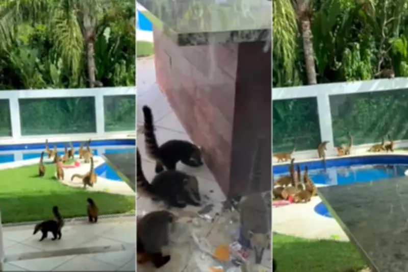 Bando de quatis invade casa de veraneio e viraliza com mais de 15 milhões de visualizações