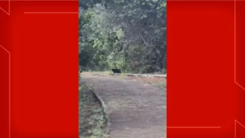 Batalhão Ambiental busca suposta onça-preta na Ermida Dom Bosco, em Brasília