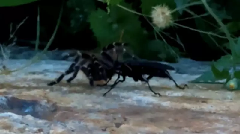Biólogo flagra vespa 'cavalo-do-cão' paralisando aranha-caranguejeira em Goiás