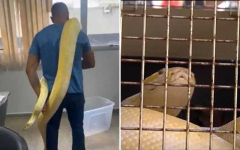 Biólogo suspeito de criar píton ilegalmente tinha mais cobras em casa