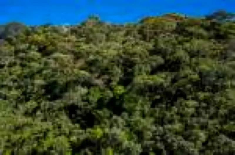 BNDES libera R$ 40 milhões para restaurar Mata Atlântica no RJ com créditos de carbono