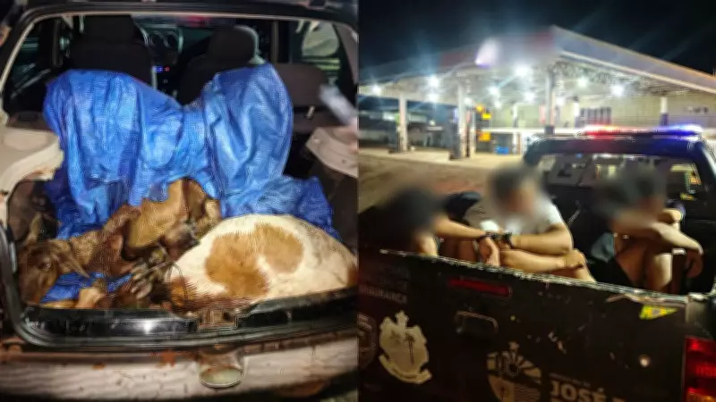 Bodes furtados são encontrados no porta-malas de carro; quatro suspeitos detidos no PI