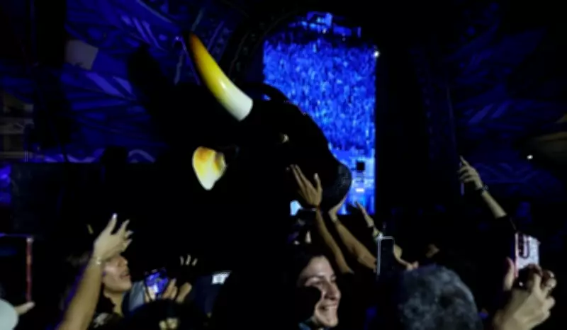 Boi Caprichoso lança álbum em Manaus com apresentação de ex-BBB Marciele Albuquerque